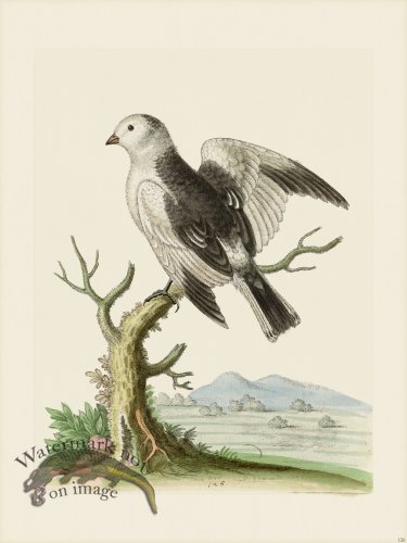 (image for) Edwards 126 The Snow Bird