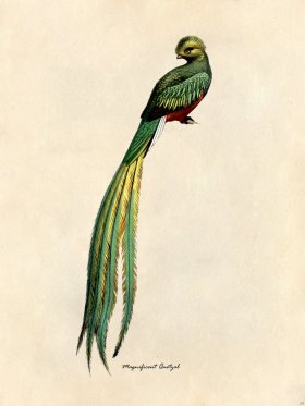 Magnificent Quetzal - Tribute Bd 34