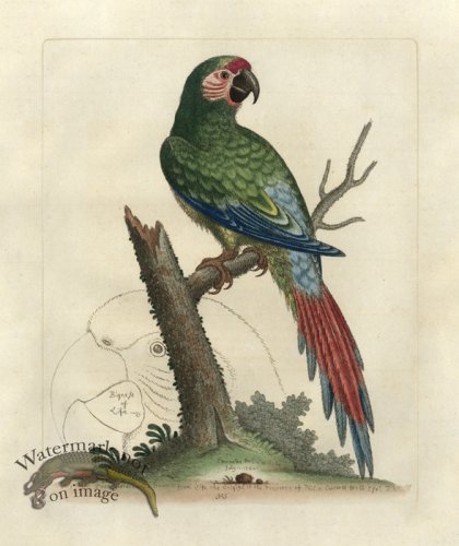 (image for) Edwards Parrot 33.jpg