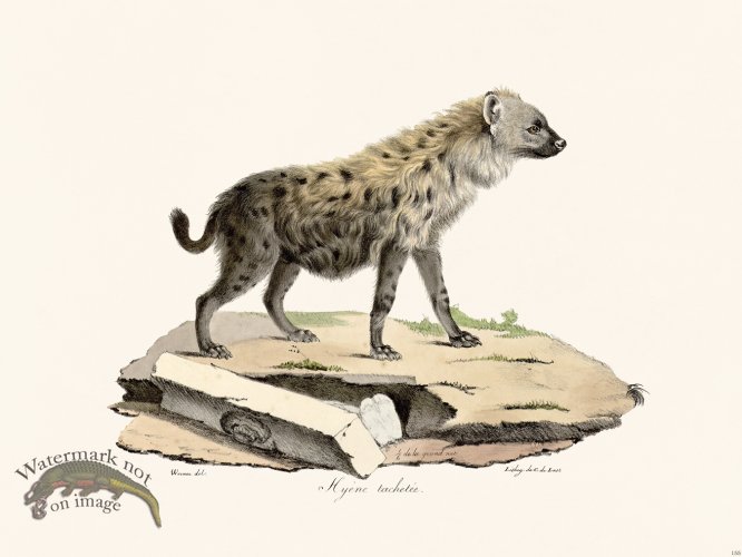 Cuvier 155 Hyene Spotted