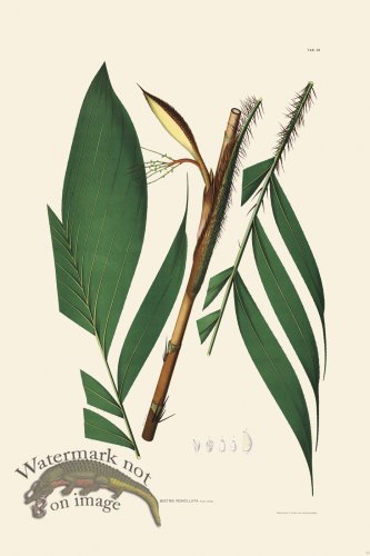 (image for) Rodrigues Palm Front 016