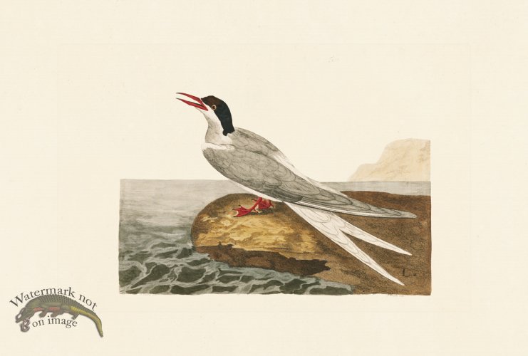 (image for) Pennant Zoology 057