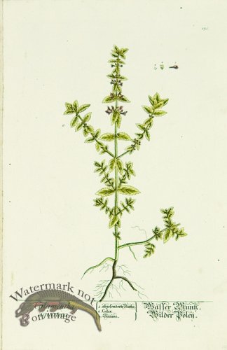 (image for) Blackwell German 261