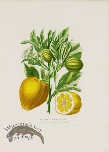 (image for) Poiteau Citrus 12