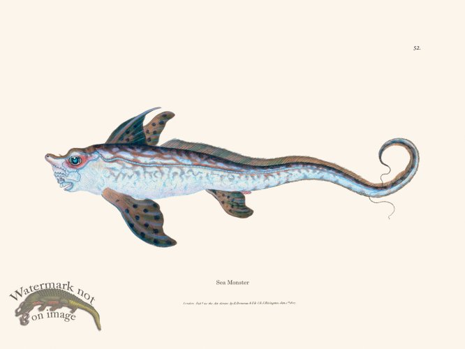 (image for) 052 Sea Monster