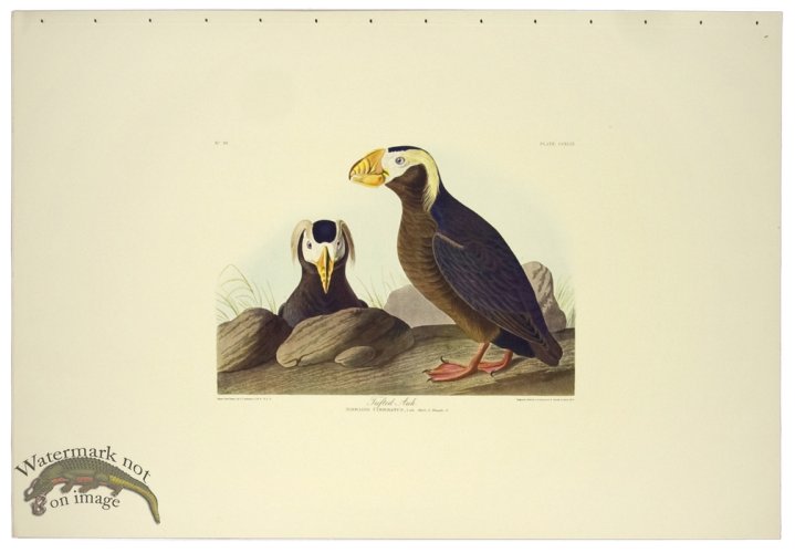 (image for) Tufted Auk L.E.