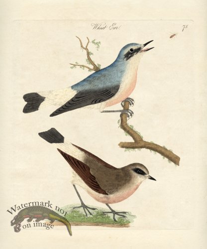 (image for) Wheat Ear