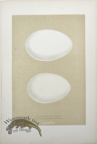 (image for) Morris_Eggs_27