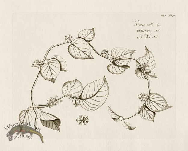 (image for) HORTUS VOl 07 32