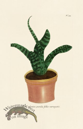 (image for) Weinmann PL 074