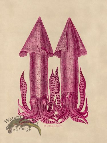 (image for) Octopus Pink 35