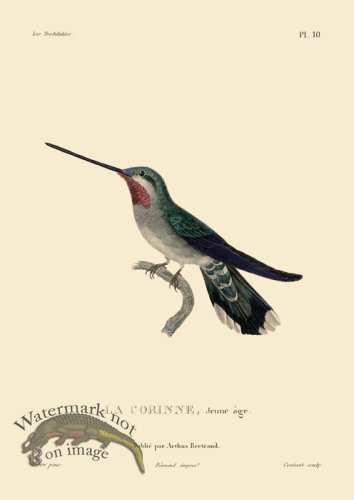 (image for) Humming Bird 10