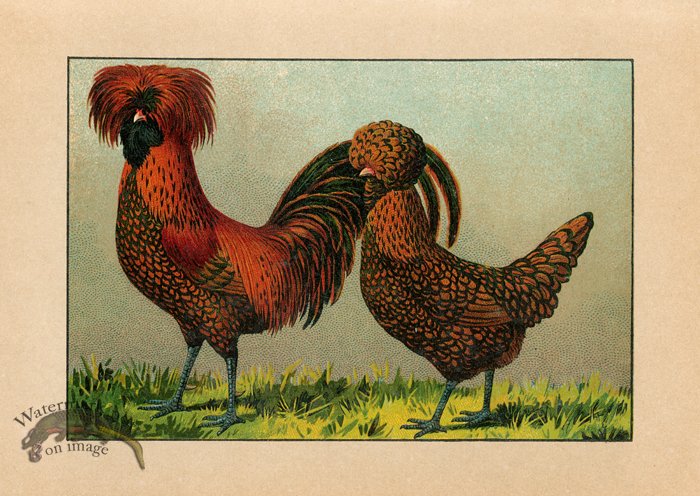 (image for) Chicken 62