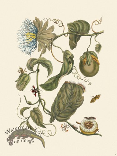 (image for) Merian Metamorphosis 21