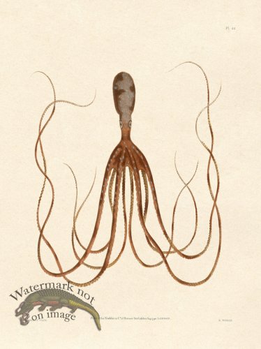 (image for) Shaw Nodder SL 44