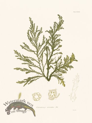 (image for) Bradbury Seaweed 131
