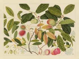 Andalas Botanicals 06