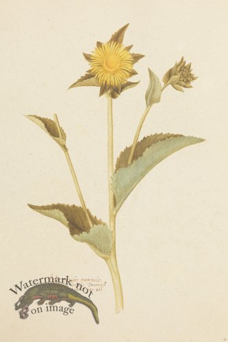 (image for) Blomboken 053