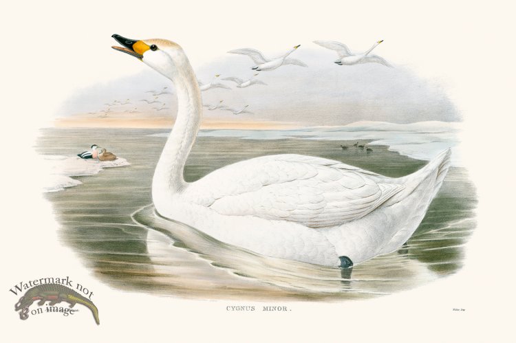 (image for) Gould Waterfowl 16