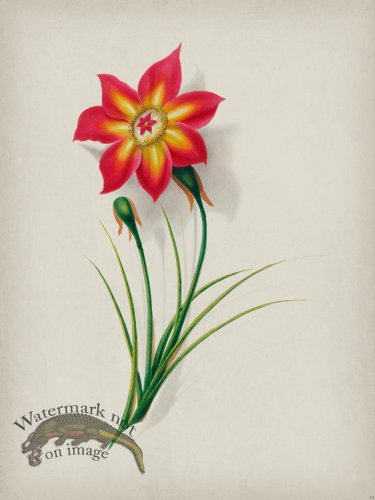 (image for) Andean Botanicals 019