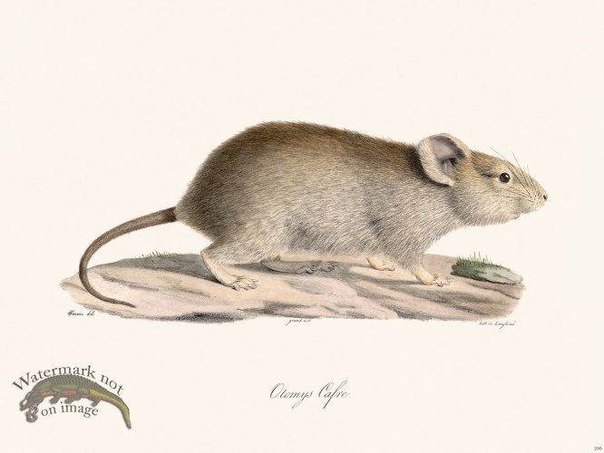 (image for) Cuvier 299 Otomys Cafre