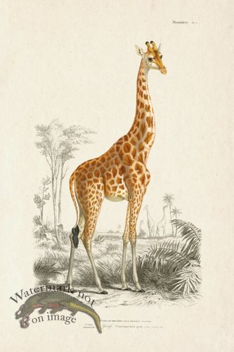 (image for) FNH 01 Giraffe