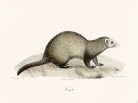 Cuvier 222 Ferret