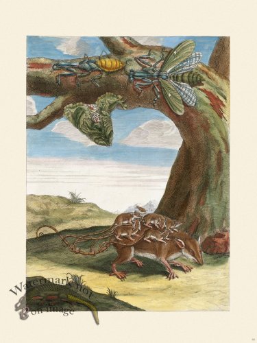 (image for) Merian Metamorphosis 66