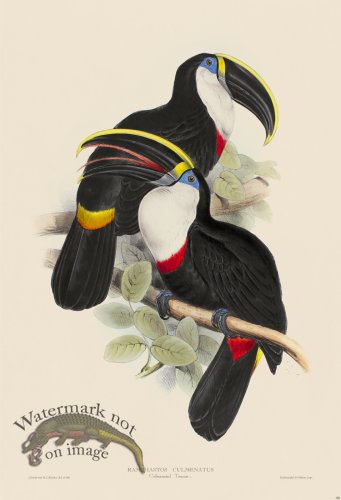 (image for) Culmenated Toucan