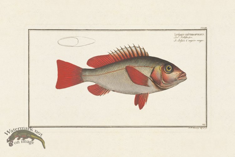 (image for) BLOCH FISH 249