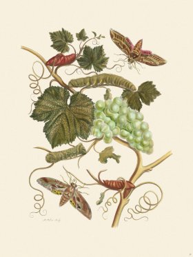 Merian Metamorphosis 47