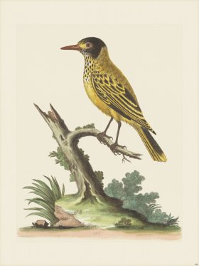 Edwards 186 Yelw Indn Starling