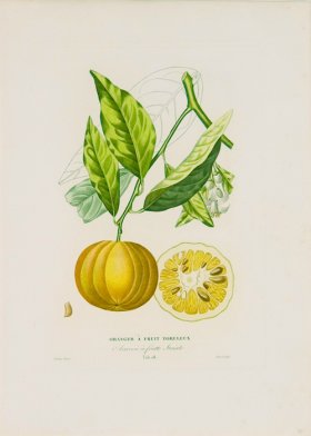 Poiteau Citrus 08