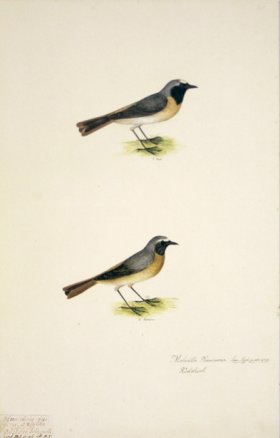 66 Swedish Birds . Motacilla phoenicurus, Common Redstart