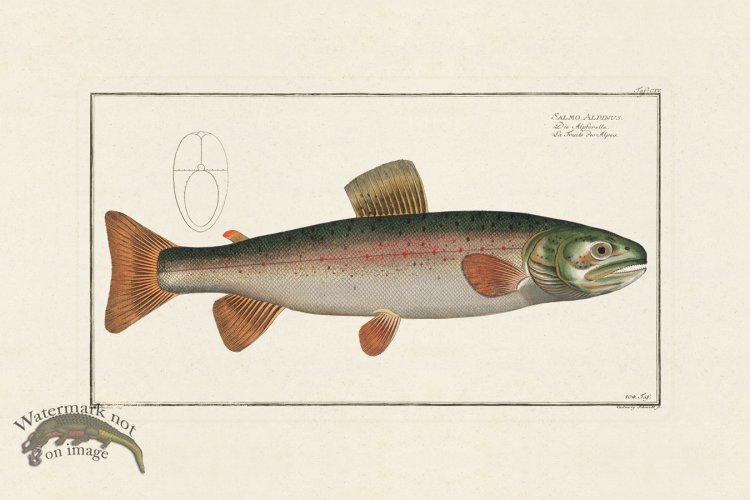 (image for) BLOCH FISH 104