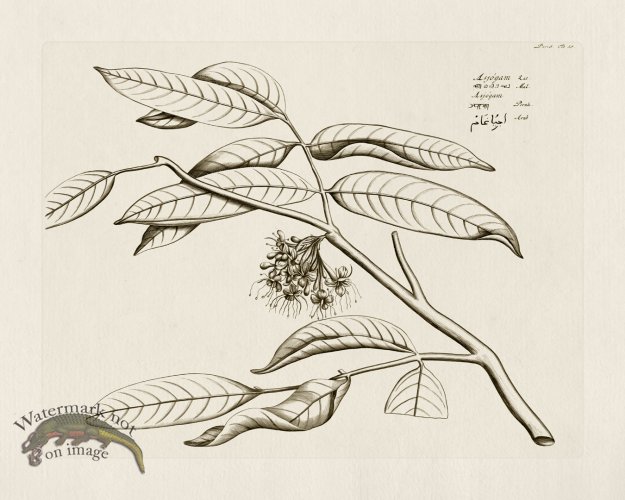 (image for) HORTUS VOl 05 59