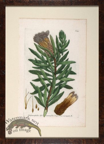 (image for) Weinmann Floated Burl 726 07