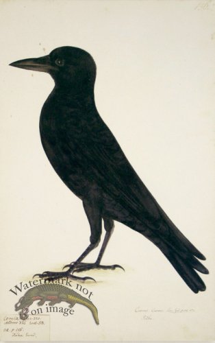 156 Swedish Birds . Corvus Corone, Carrion Crow