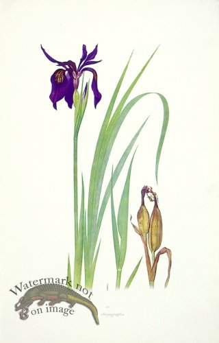 (image for) Dykes Iris 10