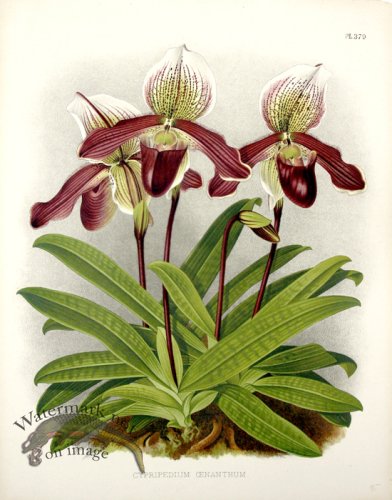 (image for) Linden Orchids 05
