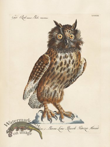 (image for) Manetti 081