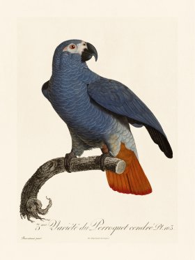 Barraband Parrot 103