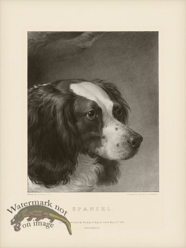 (image for) SA Dogs 03 Spaniel