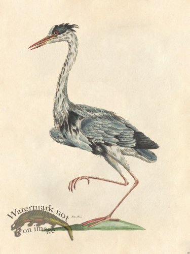 (image for) Blue Heron - Tribute Bd 48 M