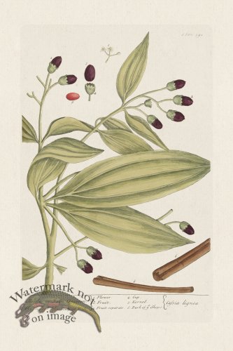 (image for) BEE 391 Malabar