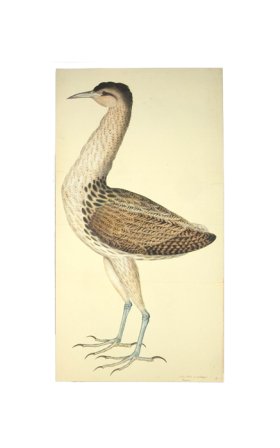 (image for) EUROPEAN BITTERN . PL 4