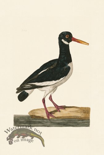 (image for) Pennant Zoology 007