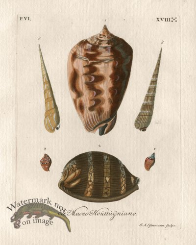 (image for) Knorr Shell 14