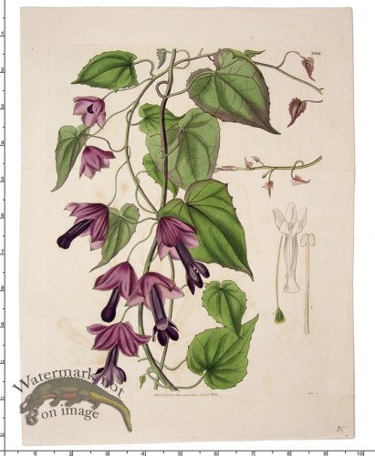 Curtis Botanical 086