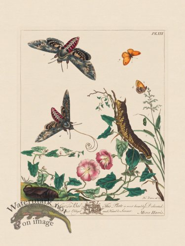 Moses Harris Insects 21